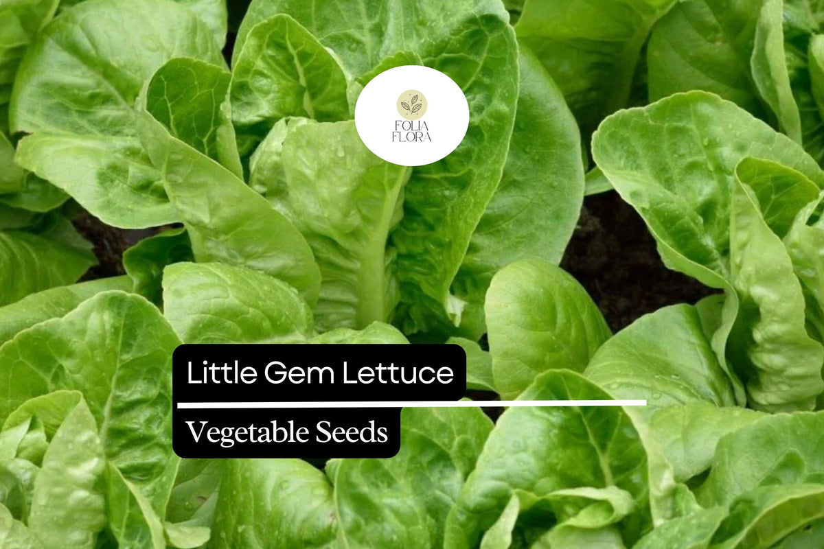 Little Gem Lettuce Mini Romaine Variety - Sweet & Crisp (Lactuca sativa) - Perfect for Salads & Containers