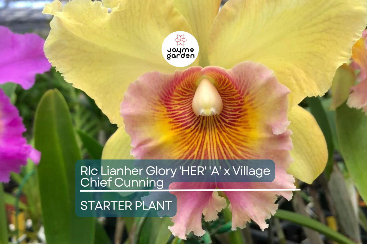 Cattleya Orchid Starter Plant in 3" Pot | Rlc Lian Her Glory 'HER' x Village Chief Cunning | Vibrant Yellow Blooms