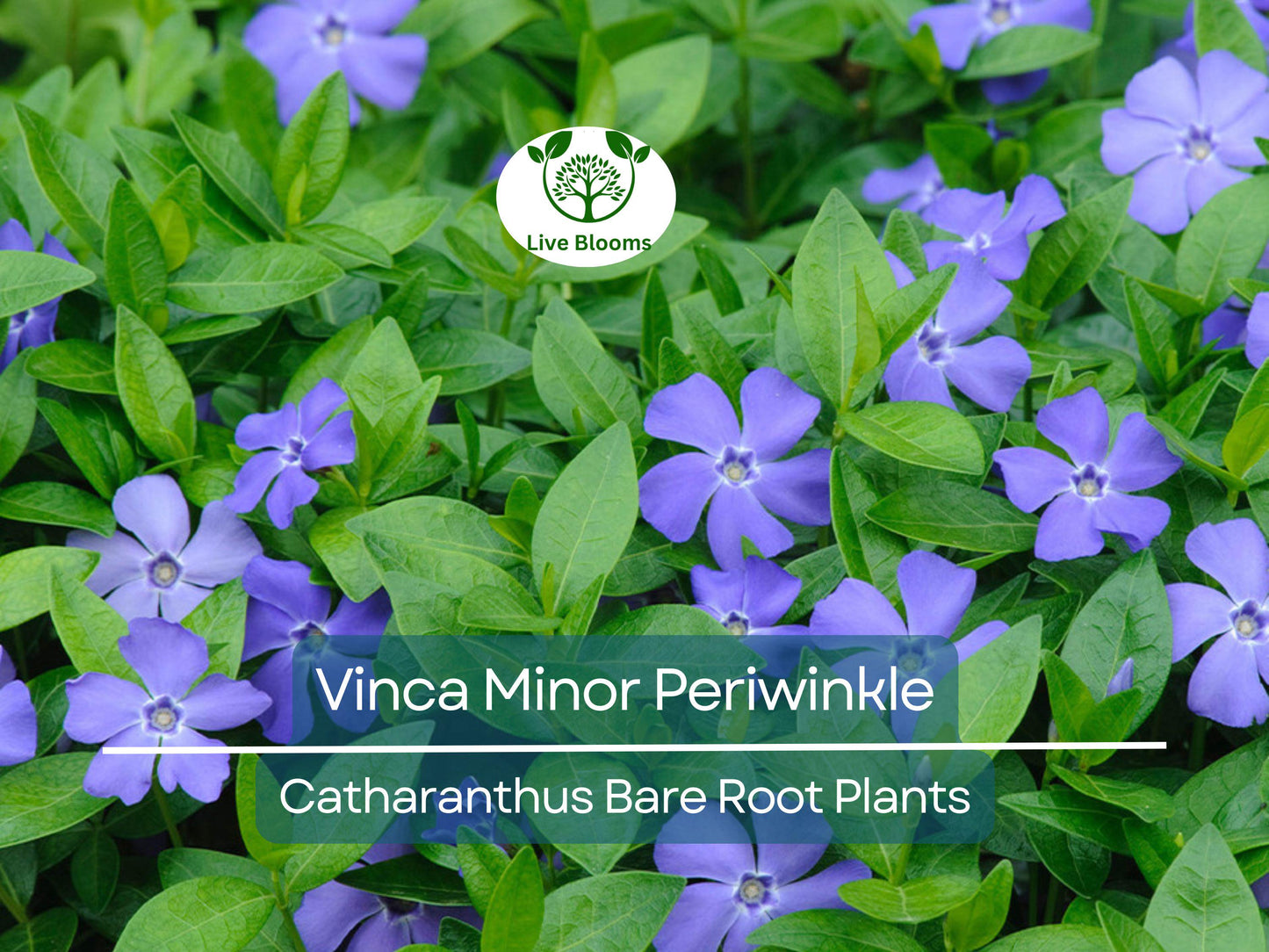 10 Vinca Minor Periwinkle Bareroot Plants - Hardy Evergreen Ground Cover with Lavender-Blue Blooms