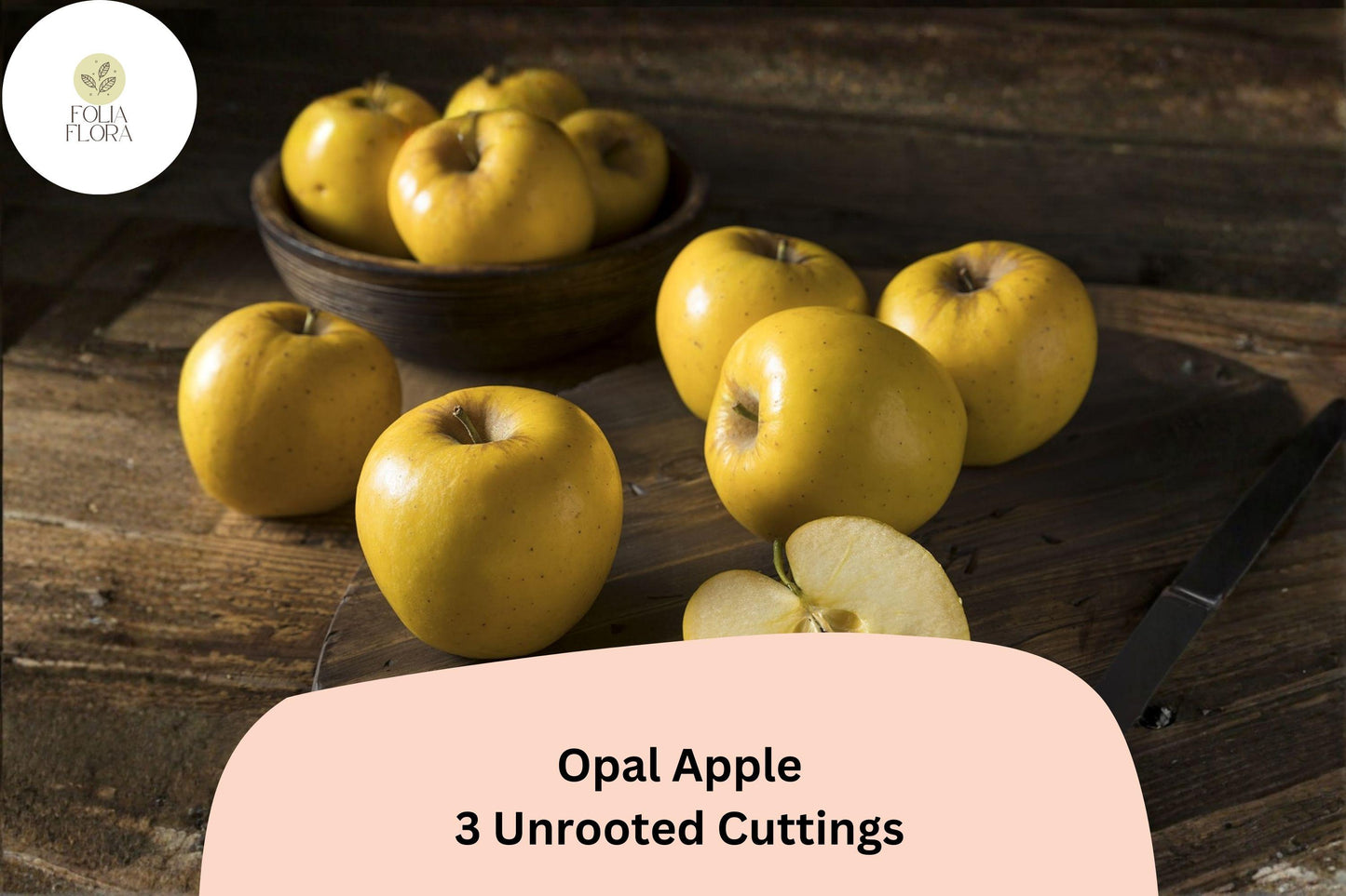 Opal Apple Tree Cuttings – 3 Fresh 6"-8" Cuttings for Rooting or Grafting | Rare Fruit Tree Propagation