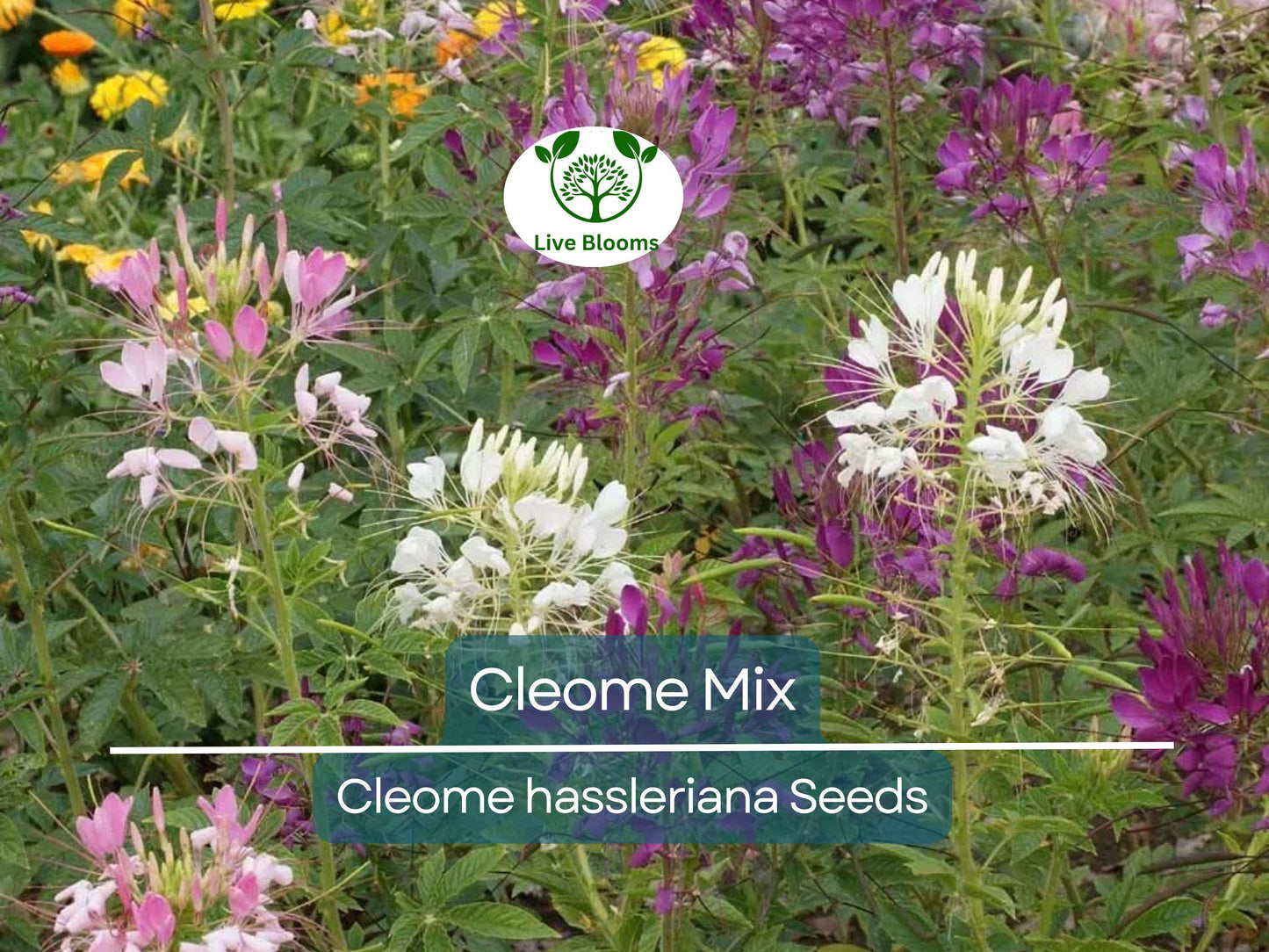 200 Cleome Spider Flower Seeds – Mixed Colors | Pollinator Friendly Non-GMO Annual