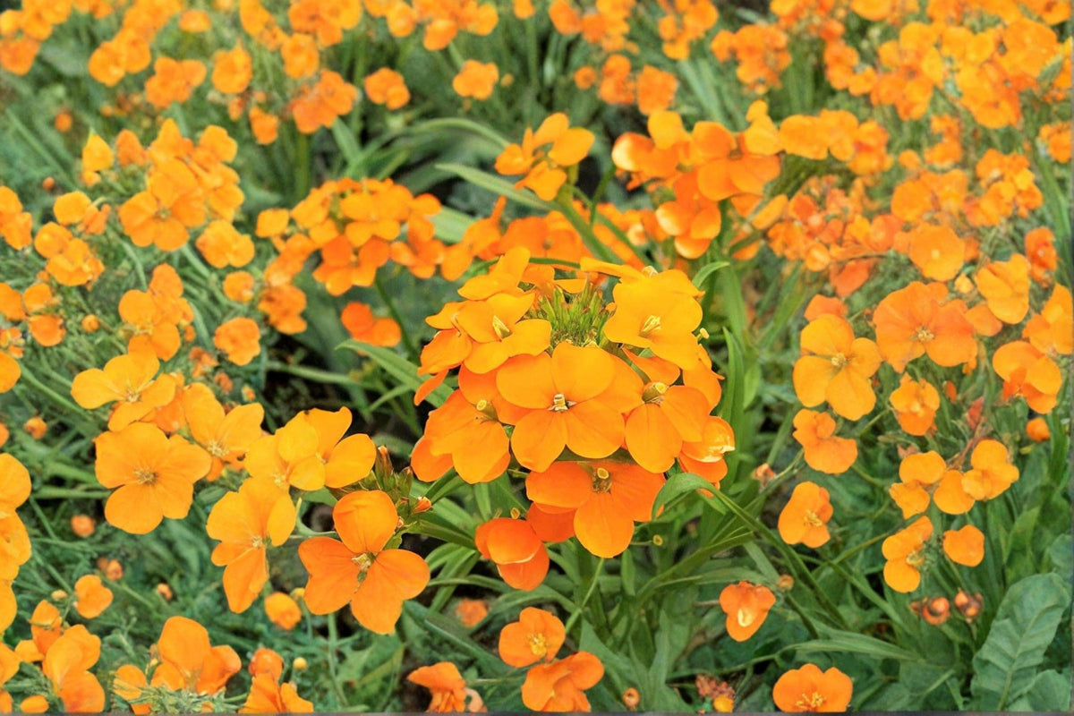 Siberian Wallflower Seeds | 100 Bright Orange Blooms | Cheiranthus allionii / Erysimum cheiri | Cool-Season Flowering Plant