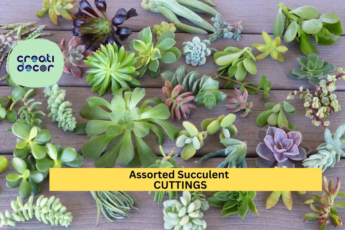 15 Assorted Succulent Cuttings | Unique Unrooted Starter Set for Garden & Crafts