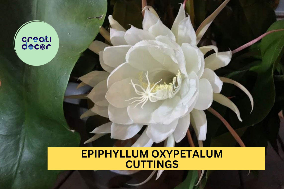 2 Queen of the Night Orchid Cactus Cuttings – Epiphyllum Oxypetalum 4–6" Segments, Night Blooming Fragrant Plant