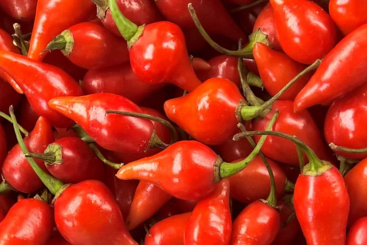 Biquinho Red Hot Pepper Seeds | NON-GMO Capsicum chinense | Little Beak Variety