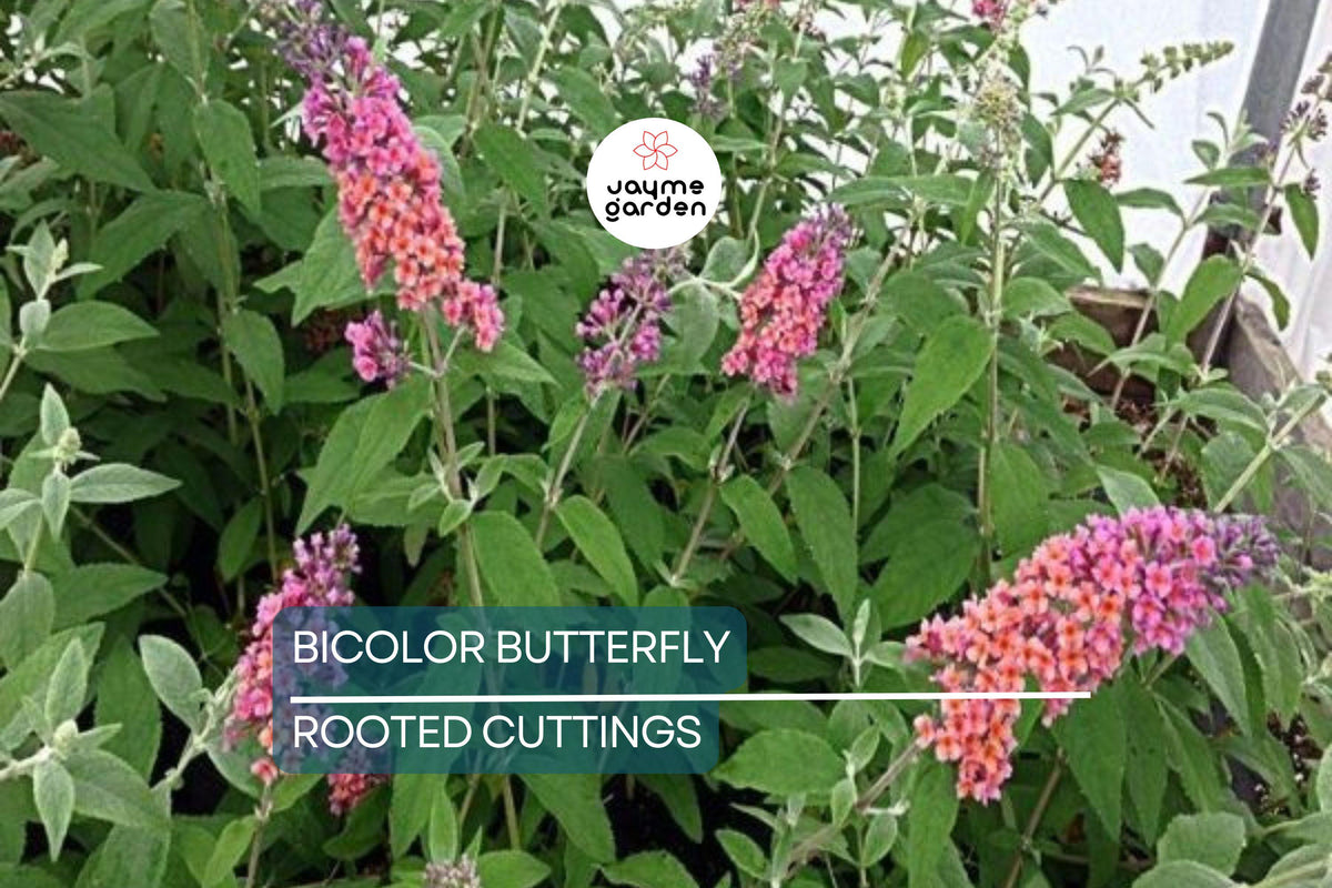 Bicolor Butterfly Bush Live Plants 2-Pack | Fast-Growing Drought-Hardy Shrub | Buddleia | Butterfly Magnet