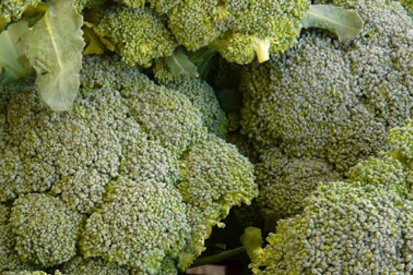 Broccoli Seeds Waltham 29 NON-GMO | Brassica oleracea