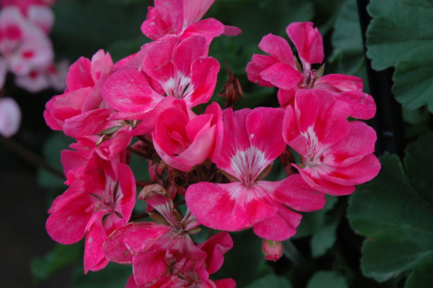 Presto Pink Geranium Seeds – Vibrant Pink Flowers for Garden Beds & Containers – Easy to Grow Pelargonium