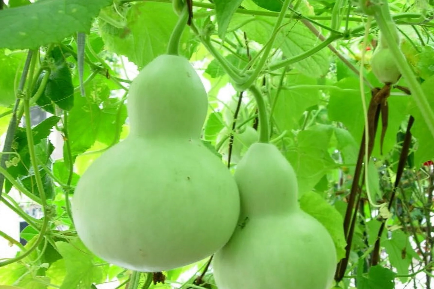Pear Shape Bottle Gourd Seeds, Non-GMO Heirloom, Lagenaria siceraria, Vining, Decorative & Edible