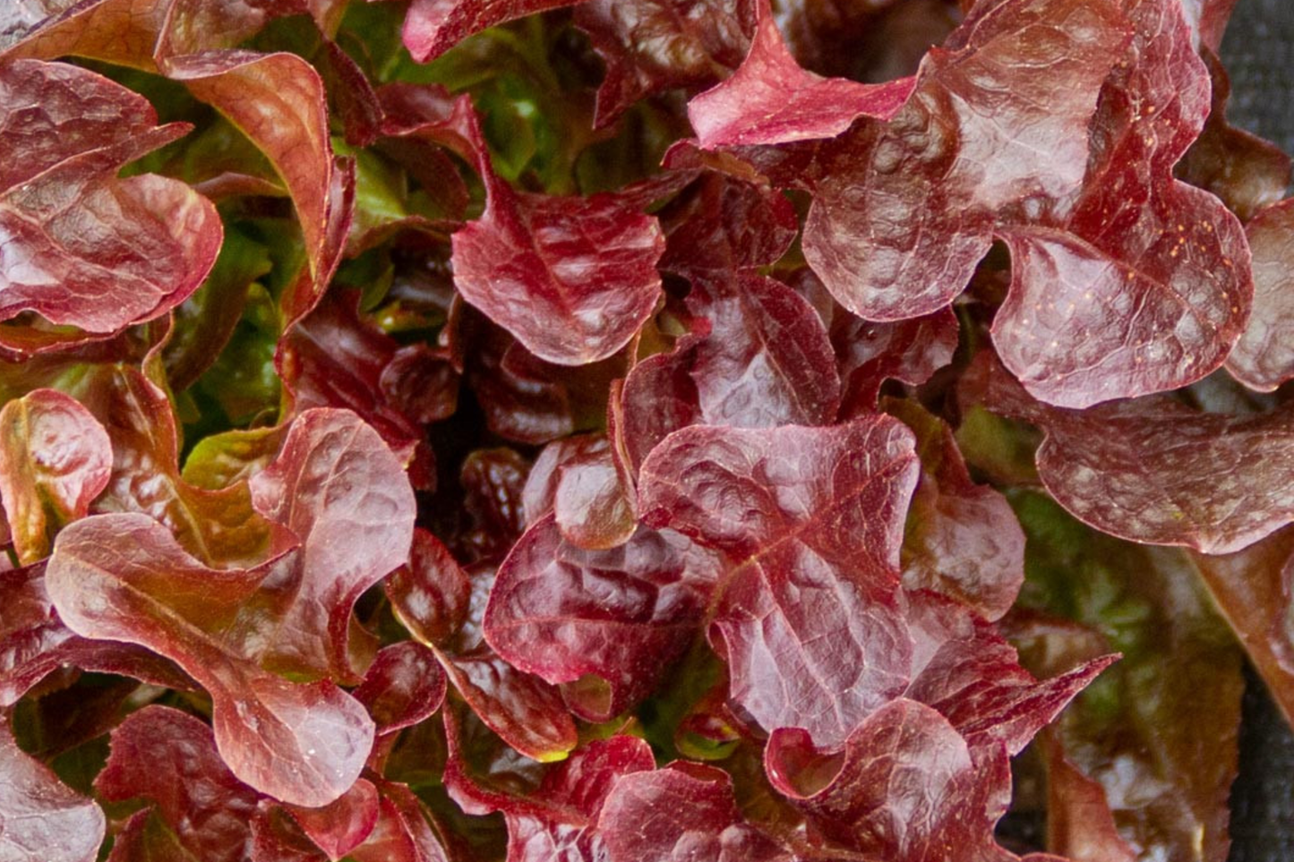 Red Lettuce Seeds | Non-GMO Red Leaf Lettuce | Heirloom Lactuca sativa