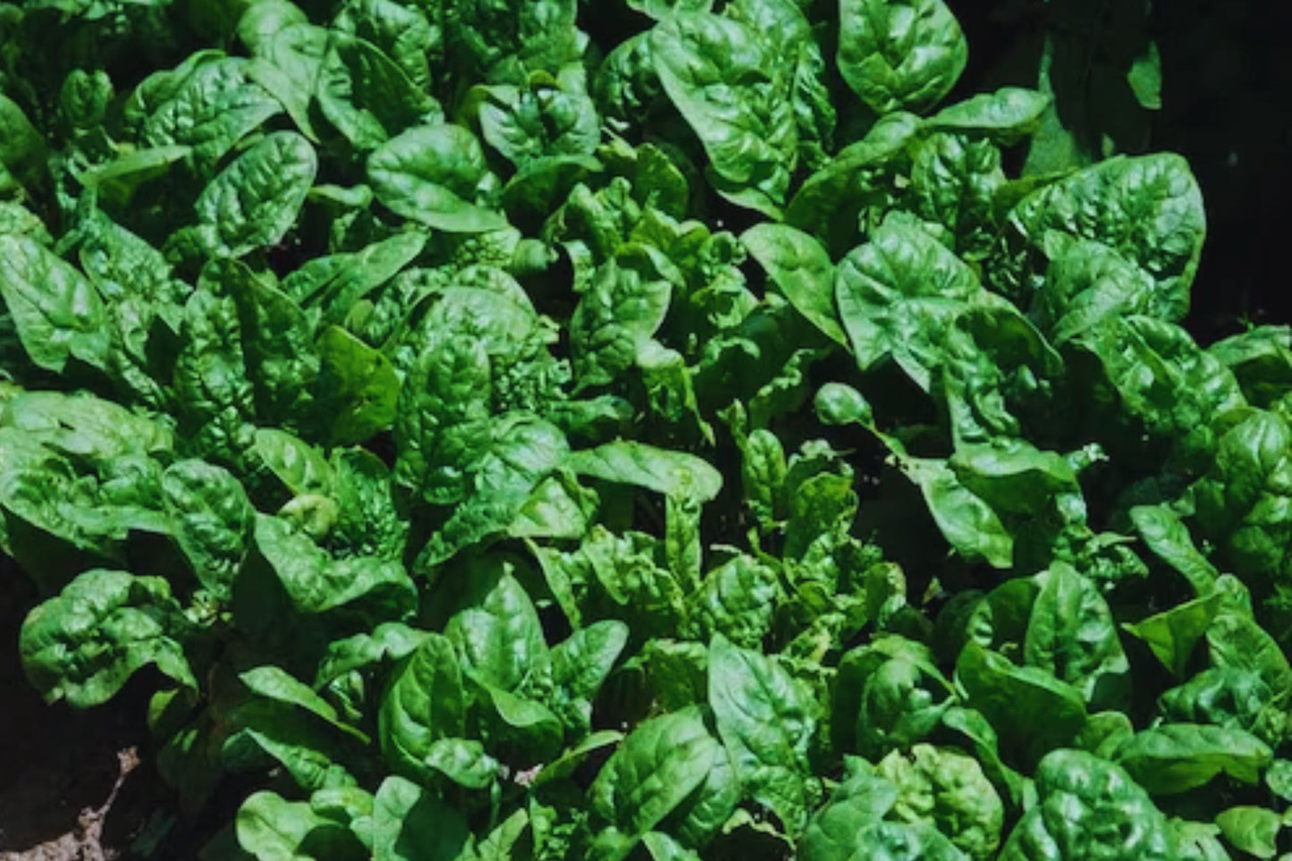 Giant Noble Spinach Seeds | Non-GMO Heirloom Vegetable Seeds | Organic Spinach