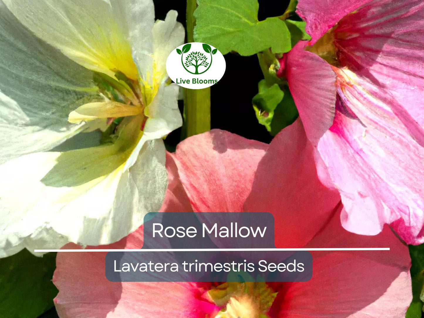 500 Rose Mallow Seeds Mixed Colors - Lavatera trimestris Bulk Flower Seeds for Vibrant Pollinator-Friendly Gardens