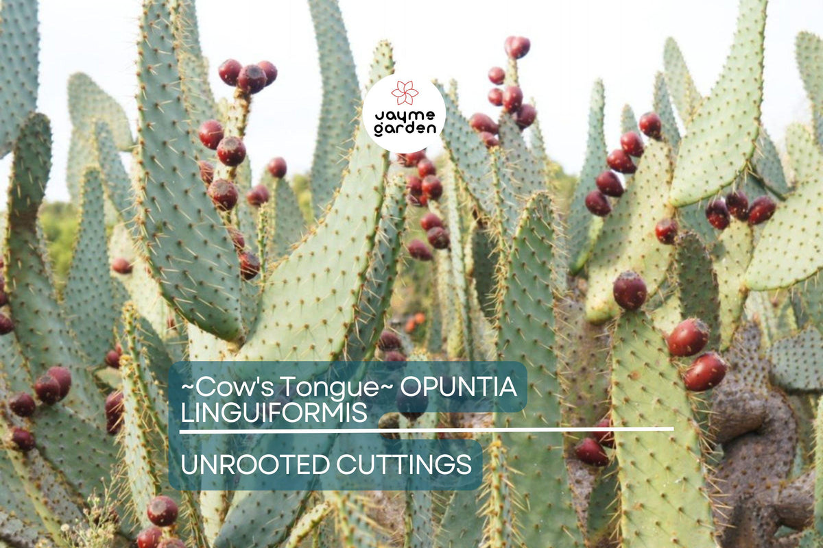 Hardy Cow's Tongue Cactus Pad Cutting 8-10" | Opuntia Liguiformis | Cold Hardy, Drought Tolerant, Golden Orange Blooms