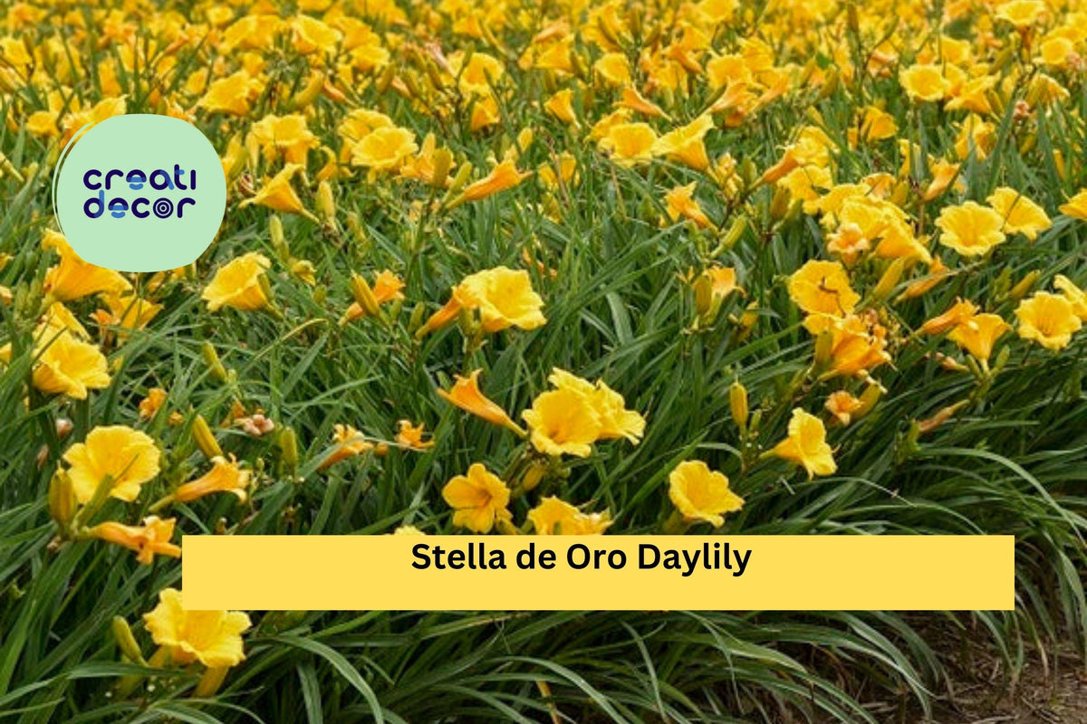 Stella de Oro Daylily Set of 5 Live Rooted Plants | Hardy Re-Blooming Perennial with Golden Yellow Flowers