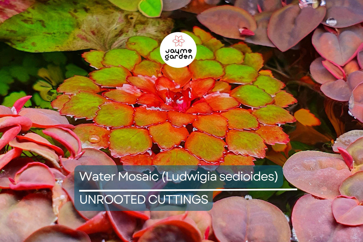 Water Mosaic Plant Cuttings | 3 Ludwigia sedioides | Tropical Floating Plant | Red & Green Rosettes | Pond Decor