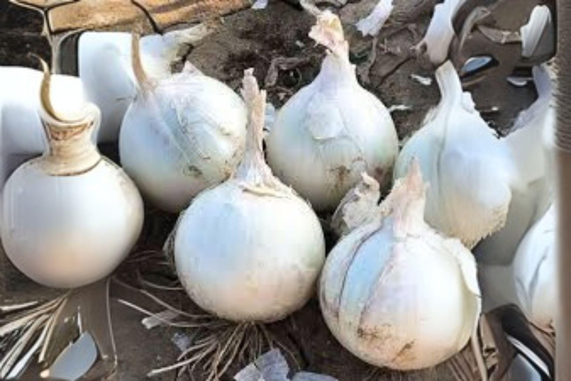 Blanco Duro Onion Seeds - Heirloom White Allium cepa for Home Garden, Cooking & Salad, 250 mg