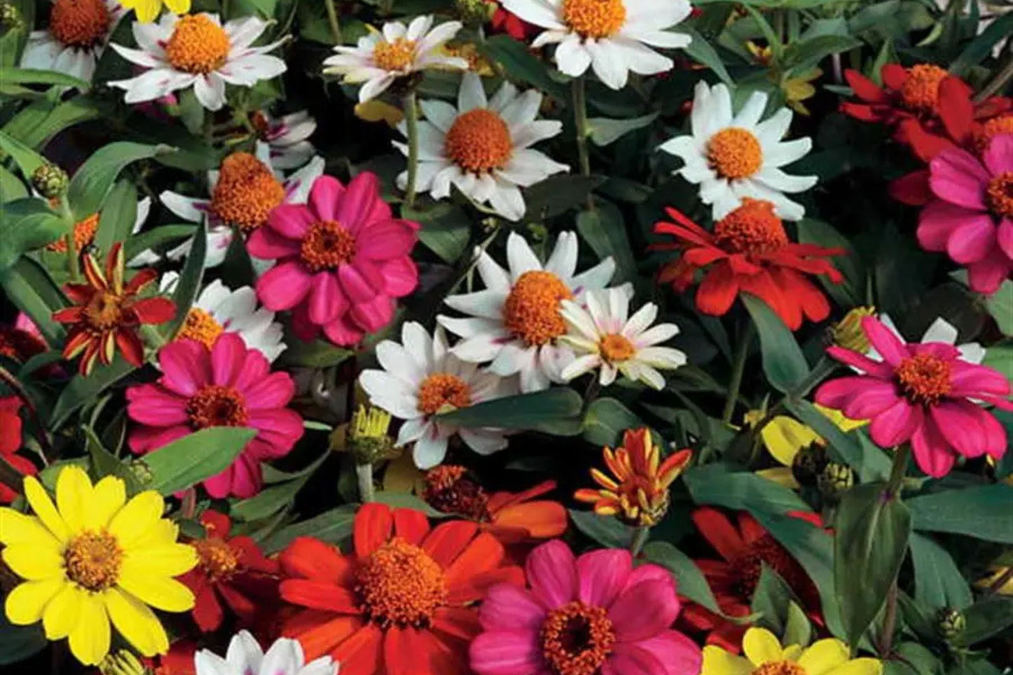 Zahara Double Brilliant Mix Zinnia Seeds – 100+ Hybrid Fully Double Blooms, Disease-Resistant, Pollinator & Cut Flower Garden, Zinnia marylandica