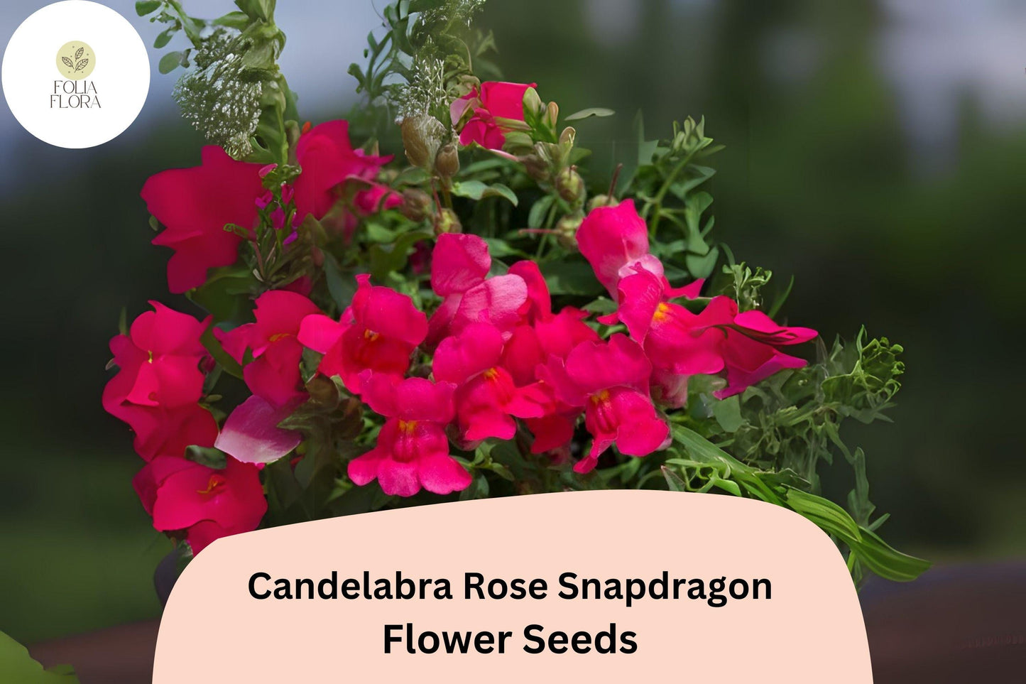 Candelabra Rose Snapdragon Seeds - 1000+ Antirrhinum majus Rose-Pink Blooms for Gardens & Borders