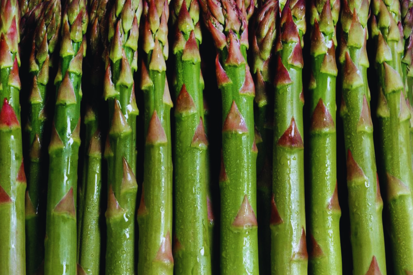 Mary Washington Asparagus Seeds | Non-GMO Perennial Asparagus Seeds