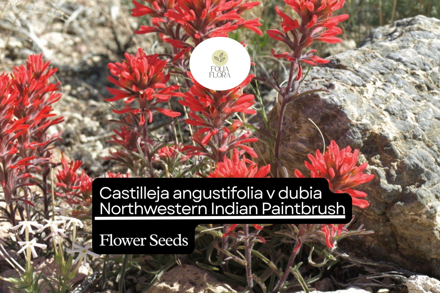 500 Castilleja angustifolia v. dubia Seeds | Northwestern Indian Paintbrush Wildflower for Sunny Gardens