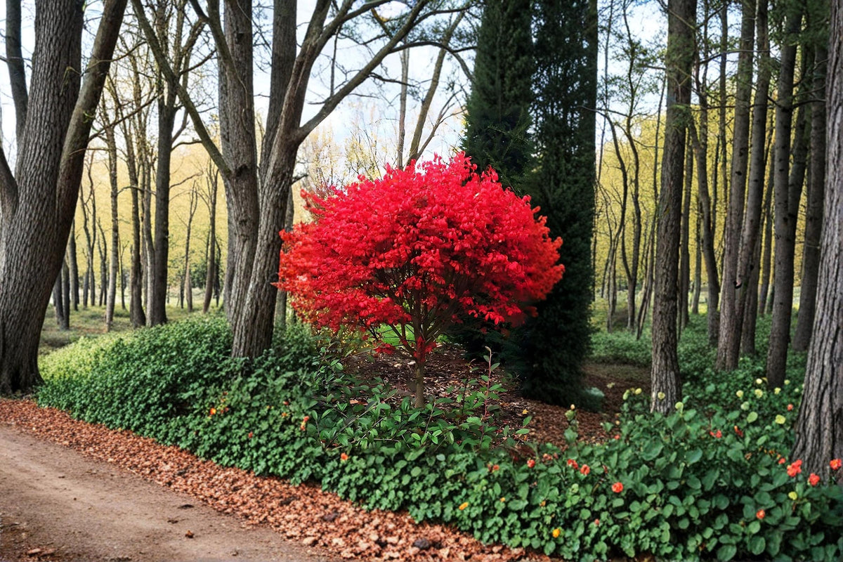 Burning Bush Live Plants 12-18" Red Fall Foliage Shrub Euonymus alatus - Ornamental for Borders & Hedges