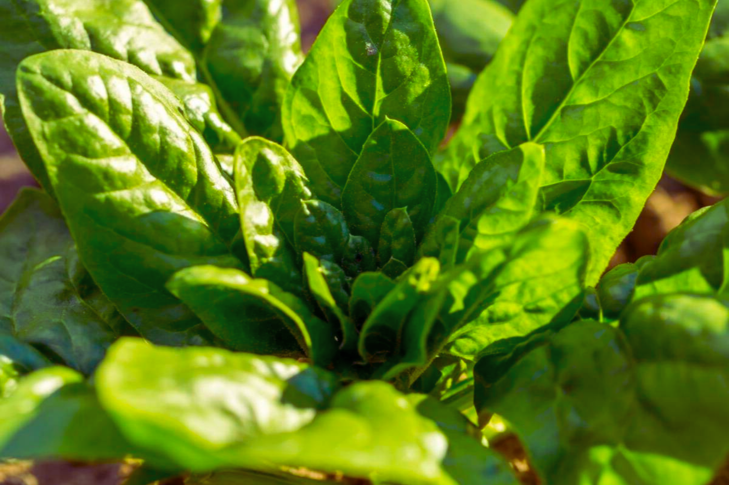 Giant Noble Spinach Seeds | NON-GMO Heirloom Spinacia oleracea