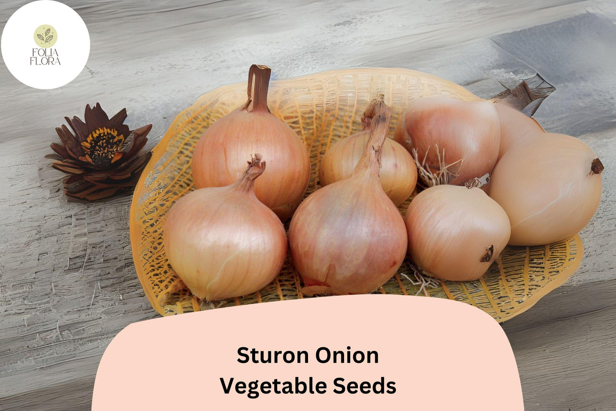 500+ Sturon Onion Seeds | Yellow Storage Onion | Heirloom Allium cepa | Reliable Garden Planting Seeds for Home & Market