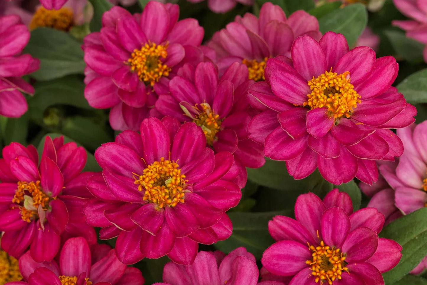 100+ Profusion Double Hot Cherry Zinnia Seeds – Bright Pink Flowers for Borders & Containers – Zinnia elegans, Easy to Grow, USA Grown