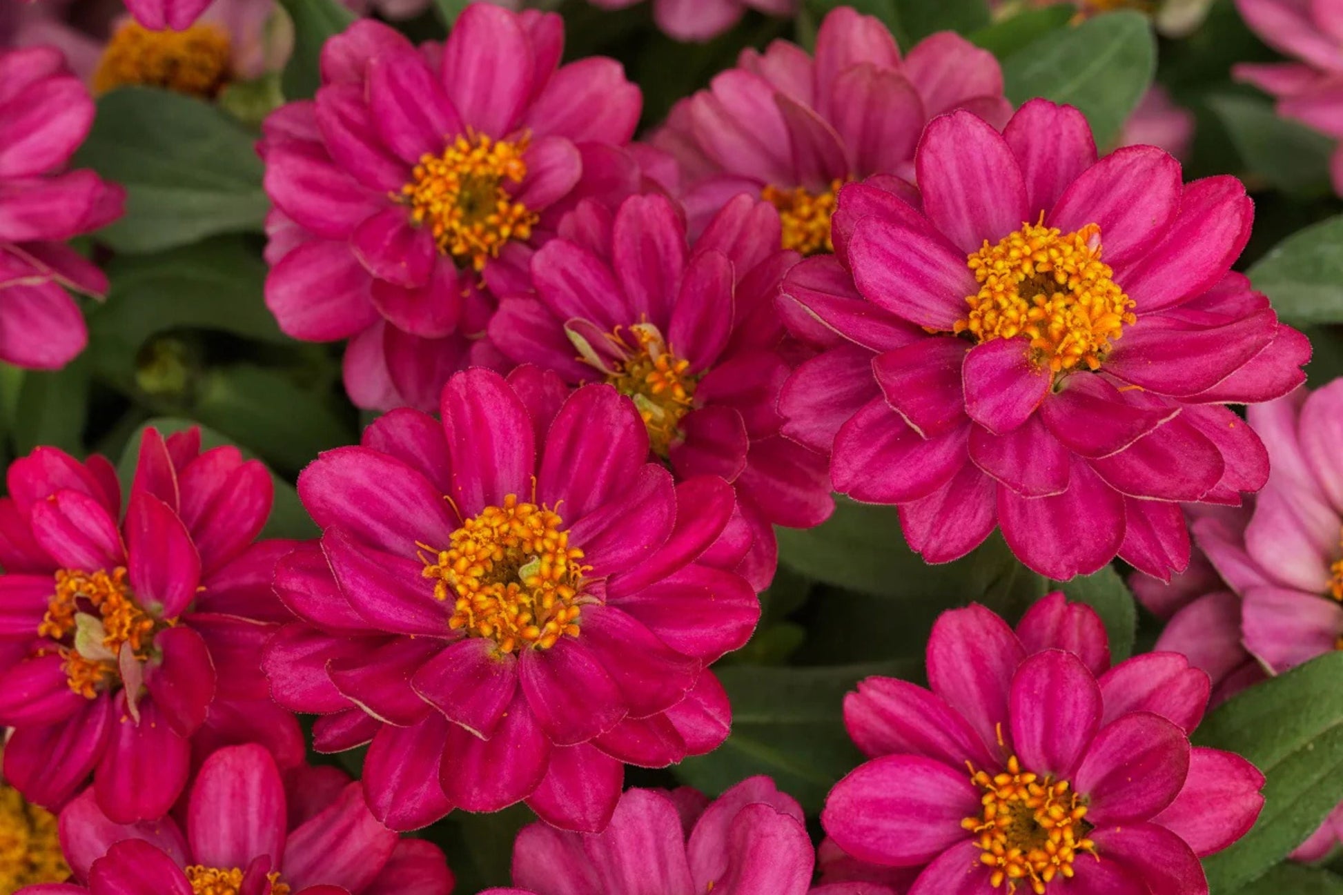 100+ Profusion Double Hot Cherry Zinnia Seeds – Bright Pink Flowers for Borders & Containers – Zinnia elegans, Easy to Grow, USA Grown