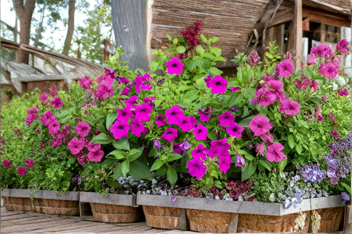 Shanin Wild Petunia Seeds – 100 Count Heirloom Violet-Purple Blooms, Fragrant Annual, Petunia violacea, Easy to Grow