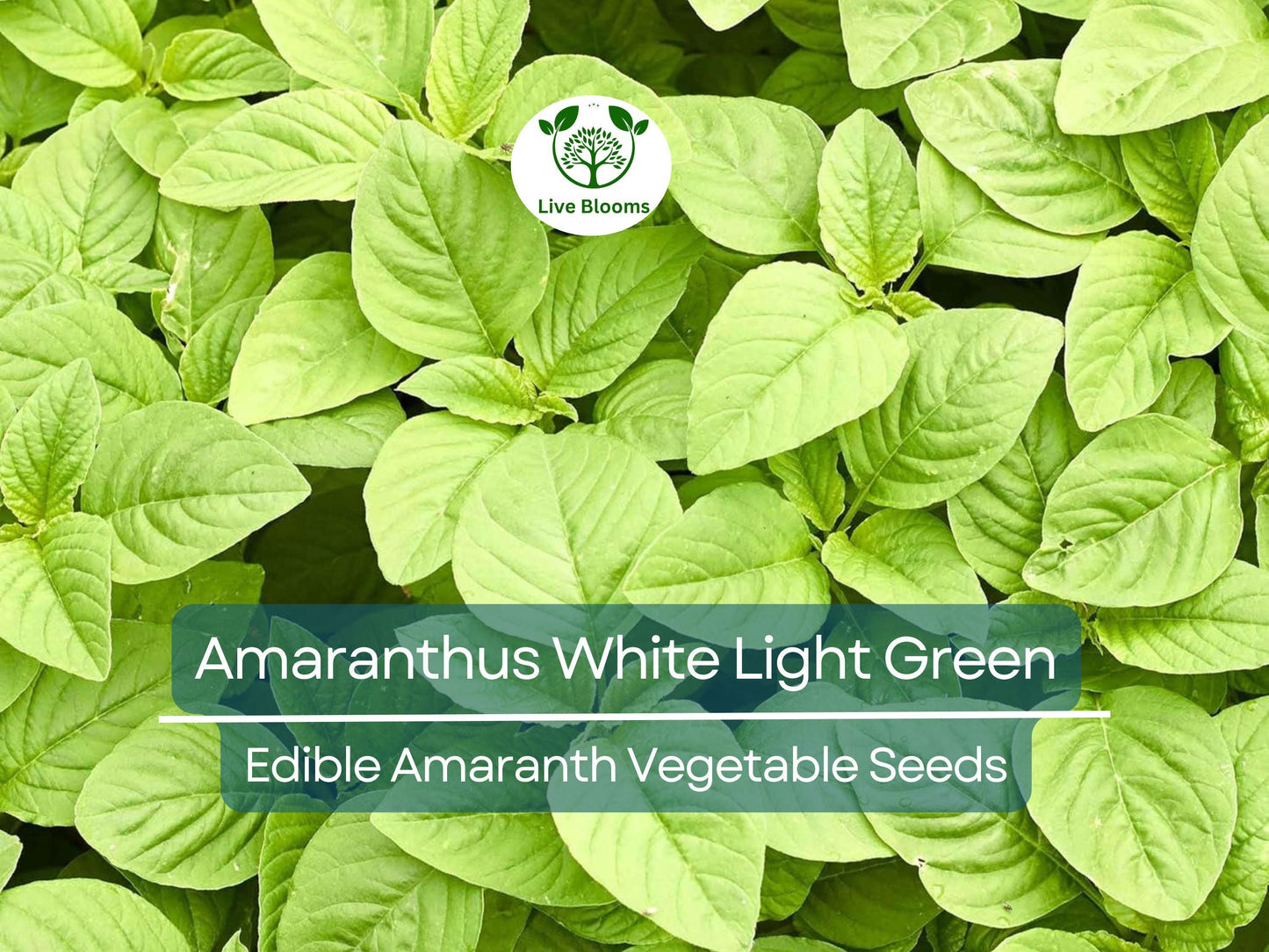 500 Edible Amaranth Seeds - Amaranthus White Light Green for Nutritious Leafy Greens & Culinary Use