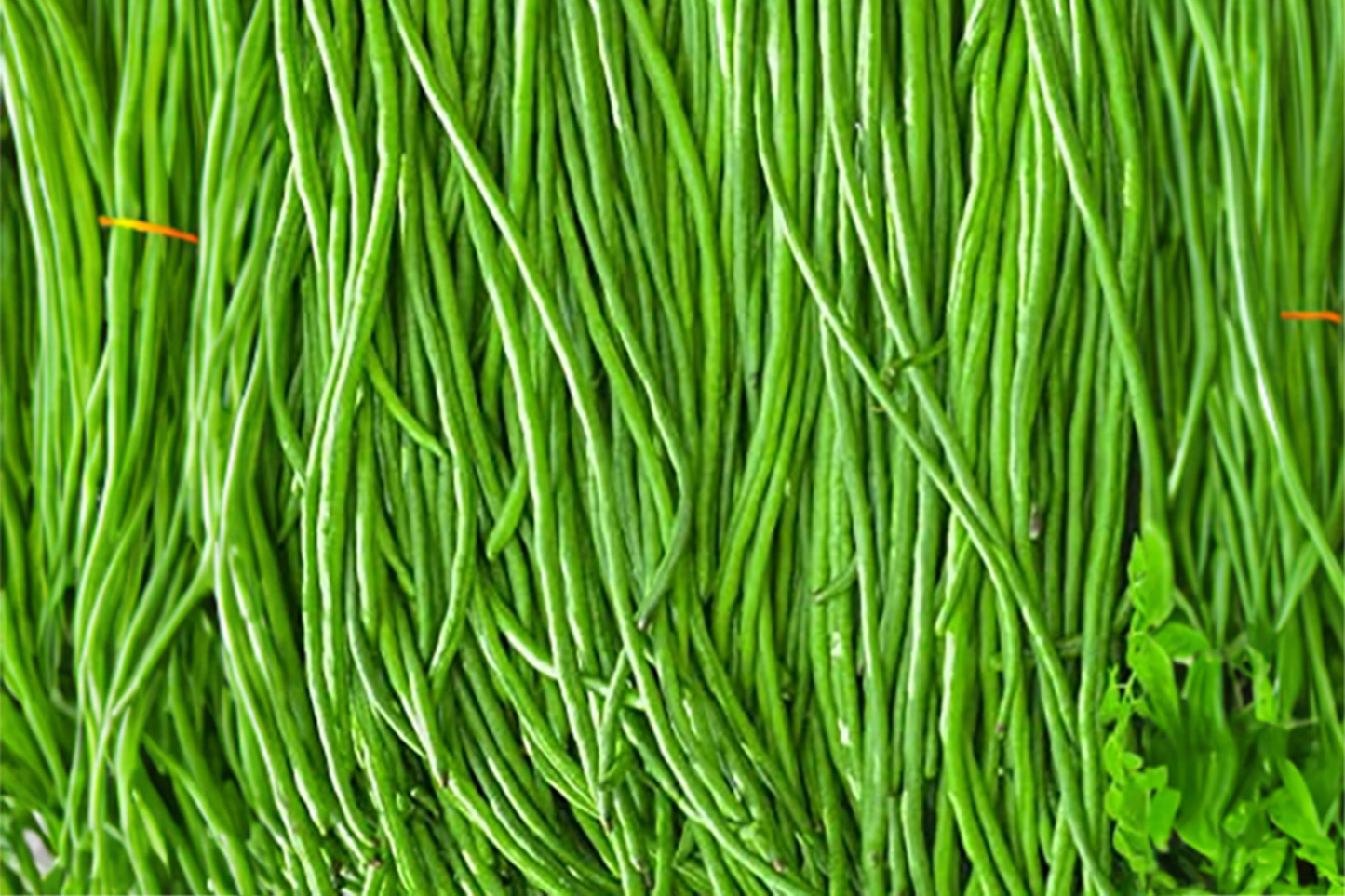 Yardlong Bean Seeds | Non-GMO Asparagus Bean, Snake Bean, Chinese Long Bean