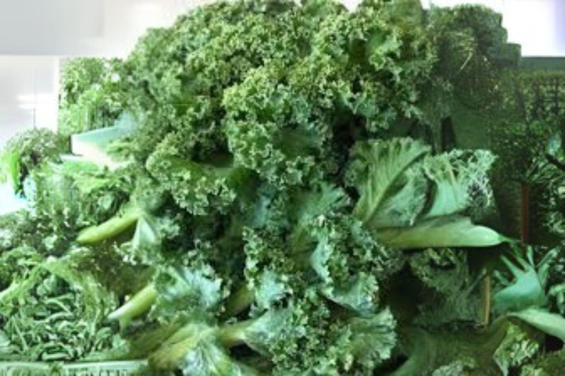 Dwarf Blue Curled Scotch Kale Seeds - Heirloom Brassica oleracea for Salads, Sautés & Smoothies - 350 Seeds