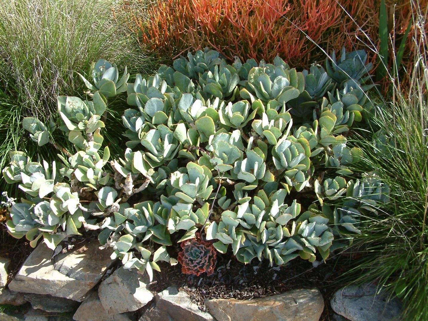 Crassula Arborescens Silver Dollar Succulent Unrooted Cutting 4–6" Rare Jade Variety Easy to Root Live Plant