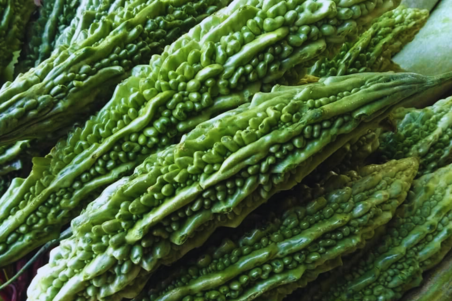 Bitter Gourd Seeds | Vietnam Bitter Melon Seeds | Momordica charantia