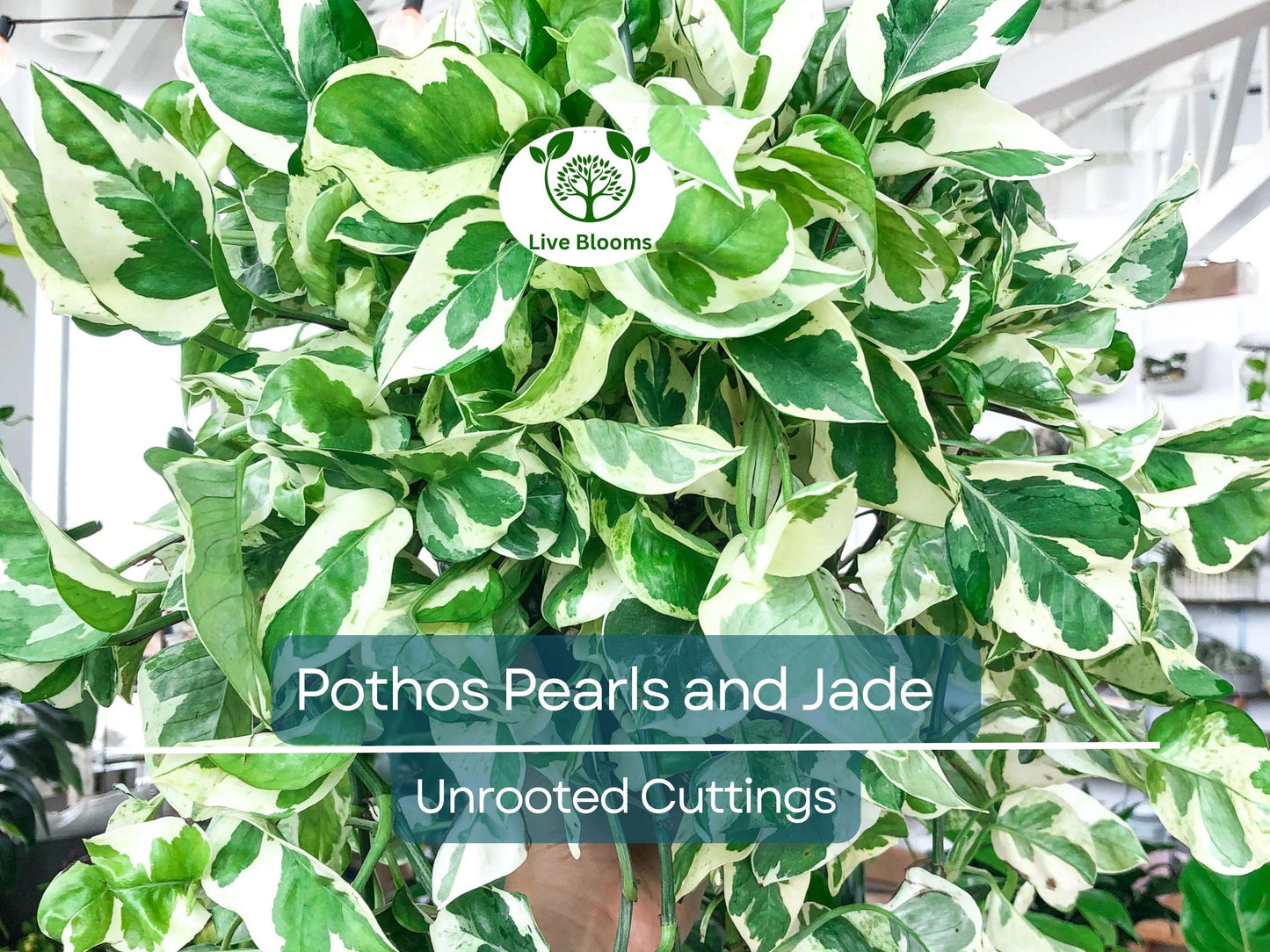 3 Unrooted Pothos Pearls and Jade Cuttings - Variegated Devil's Ivy Indoor Houseplant