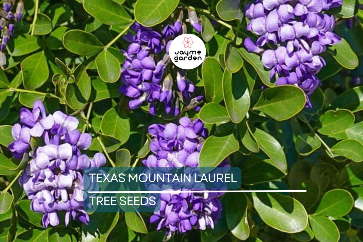 Texas Mountain Laurel Tree Seeds - 5 Pack - Fragrant Purple Blooms - Sophora secundiflora - Drought Tolerant, Low Maintenance