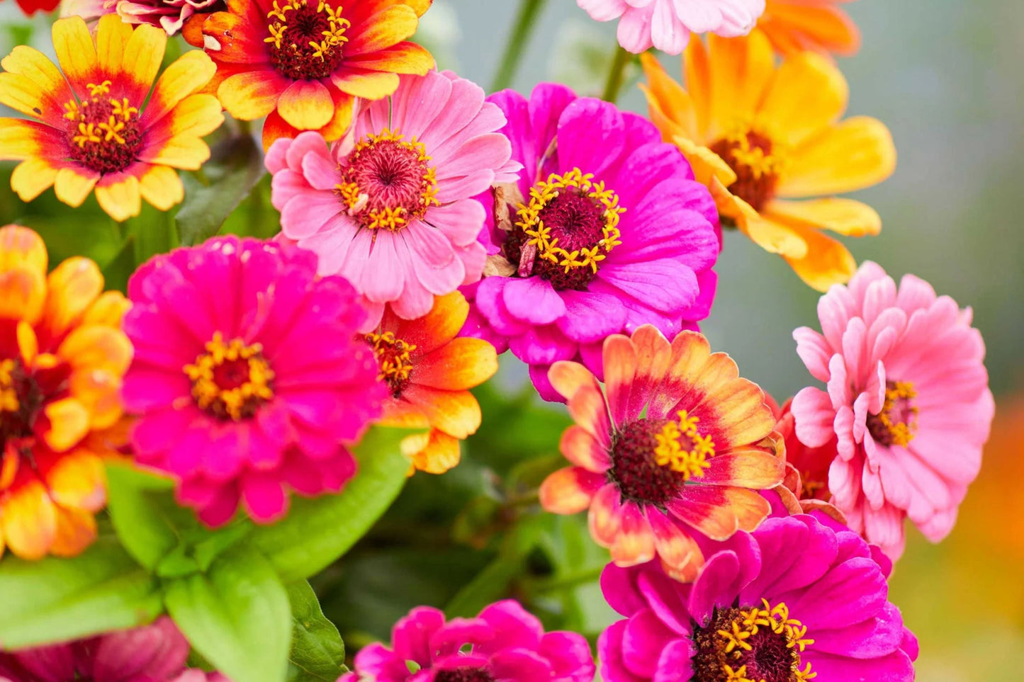 Carrousel Mixed Zinnia Seeds – 100+ Heirloom Double Blooms for Pollinator & Cut Flower Gardens, Zinnia elegans, USA Grown