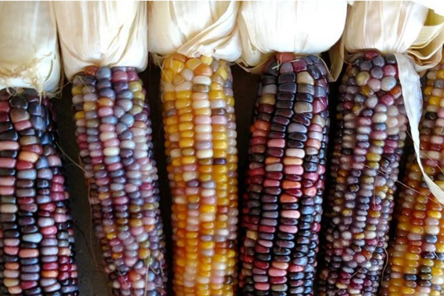 Organic Heirloom Sticky Waxy Sweet White Purple Corn Seeds | NON-GMO Zea mays