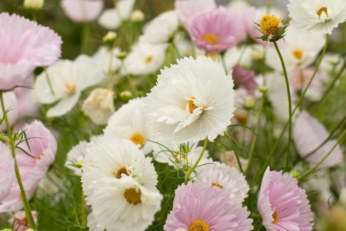 Cupcake Blush Cosmos Seeds - 200+ Pink Double Blooms - Butterfly Garden, Cut Flowers, Easy to Grow, Cosmos bipinnatus, USA Grown