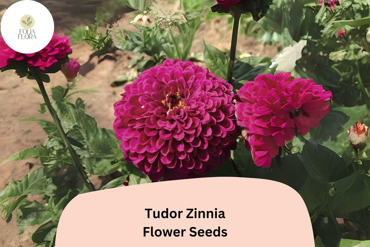Tudor Zinnia Seeds - 100+ Bi-Color Annual Flower Seeds for Garden, Borders & Bouquets - Zinnia elegans