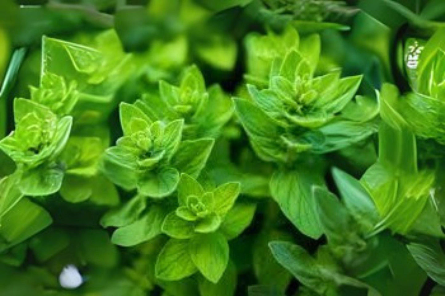 Italian Oregano Seeds - Heirloom Culinary Herb for Mediterranean Cuisine, Origanum vulgare, 100 Pack