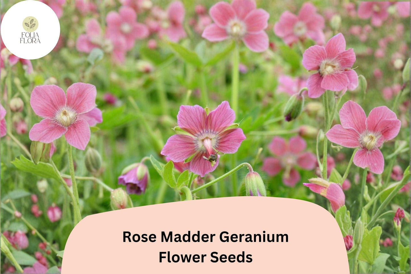 25+ Rose Madder Geranium Seeds | Pink Cranesbill Perennial for Garden Borders & Containers