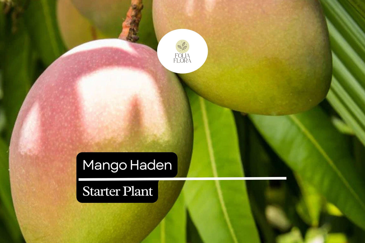 Mango Haden Starter Plant 12-24" Live Tropical Fruit Tree (Mangifera) - Edible Mango, Aromatic Blossoms, Green Foliage