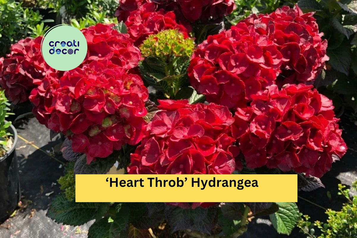 Heart Throb Hydrangea Starter Plant | Live Rooted Ornamental Shrub with Red Blooms | Hydrangea macrophylla ‘Heart Throb’
