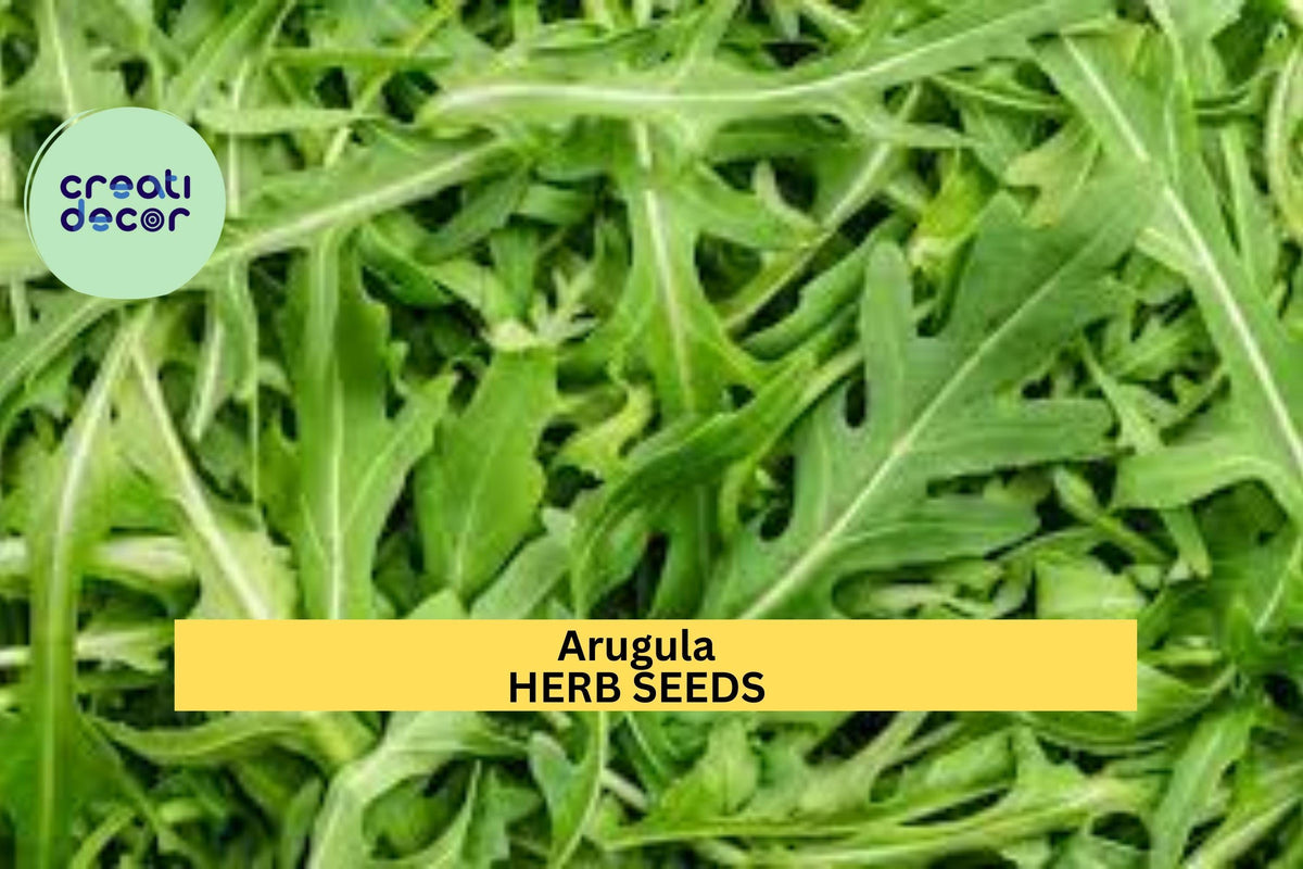Arugula Seeds 3pcs 1g – Fast-Growing Peppery Greens for Salads, Eruca vesicaria, Easy Home Garden Planting
