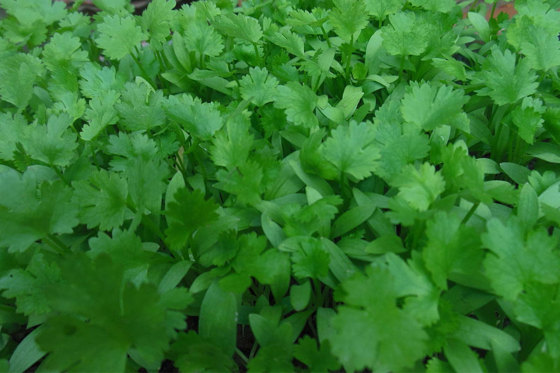 Cilantro Seeds 500+ Non-GMO Coriander Seeds for Culinary Herb, Fresh Flavor, Coriandrum sativum