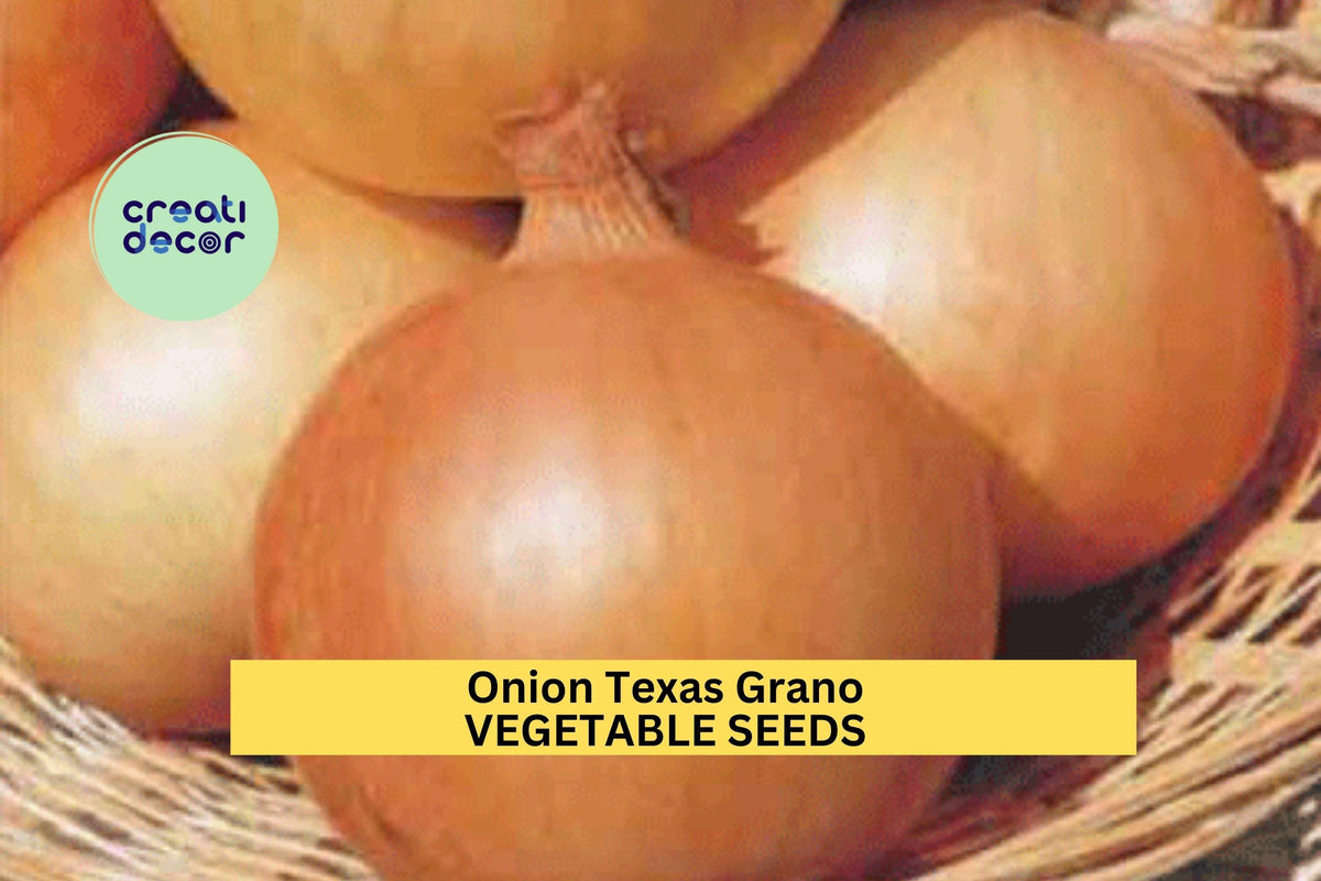 Texas Grano 502 Onion Seeds 3pcs 250mg - Sweet Yellow Vegetable Seeds (Allium cepa) for Home Garden Planting