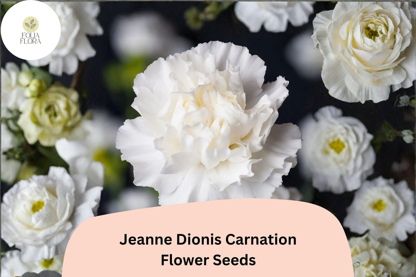200+ Jeanne Dionis Carnation Seeds - Hardy Perennial White Double Blooms with Fragrance