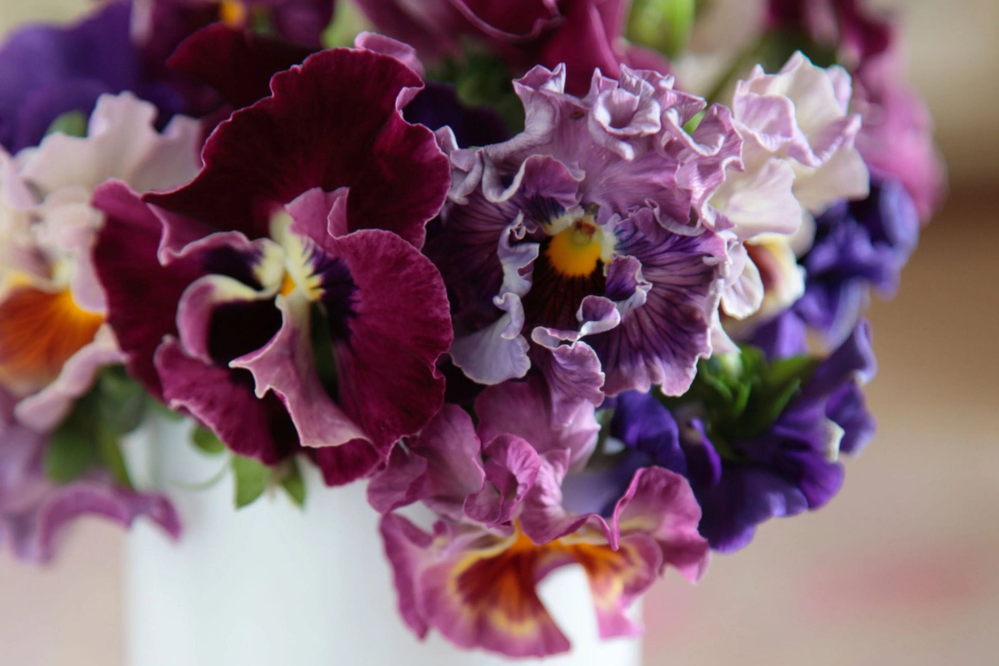 Moulin Rouge Pansy Seeds – 200+ Viola wittrockiana Cold-Hardy Flower Seeds for Containers & Gardens